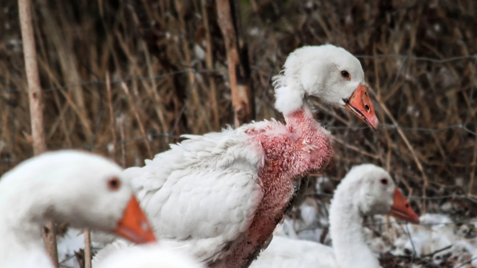 Duck down feathers for 2024 sale